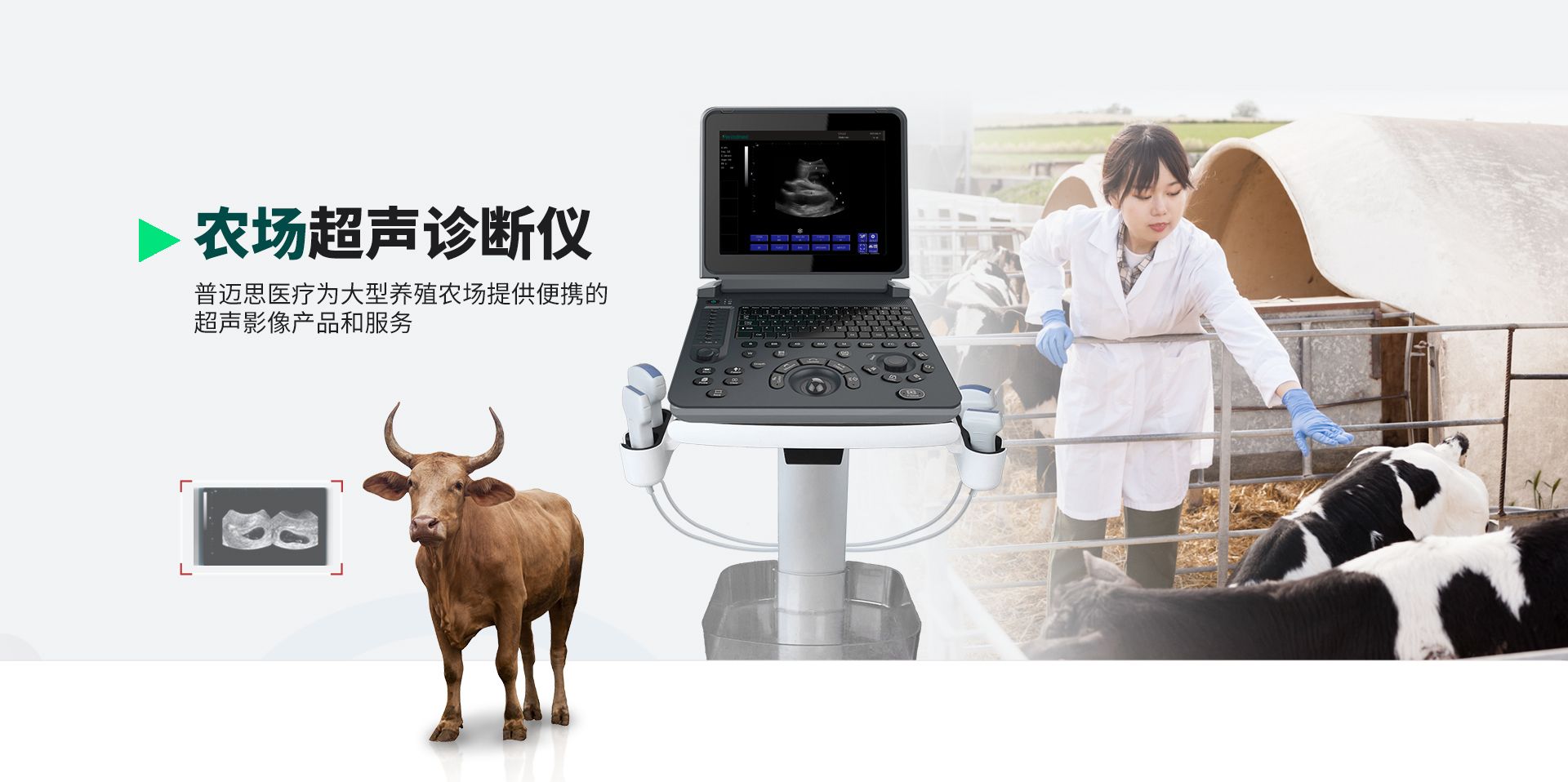 宠物笔记本超声